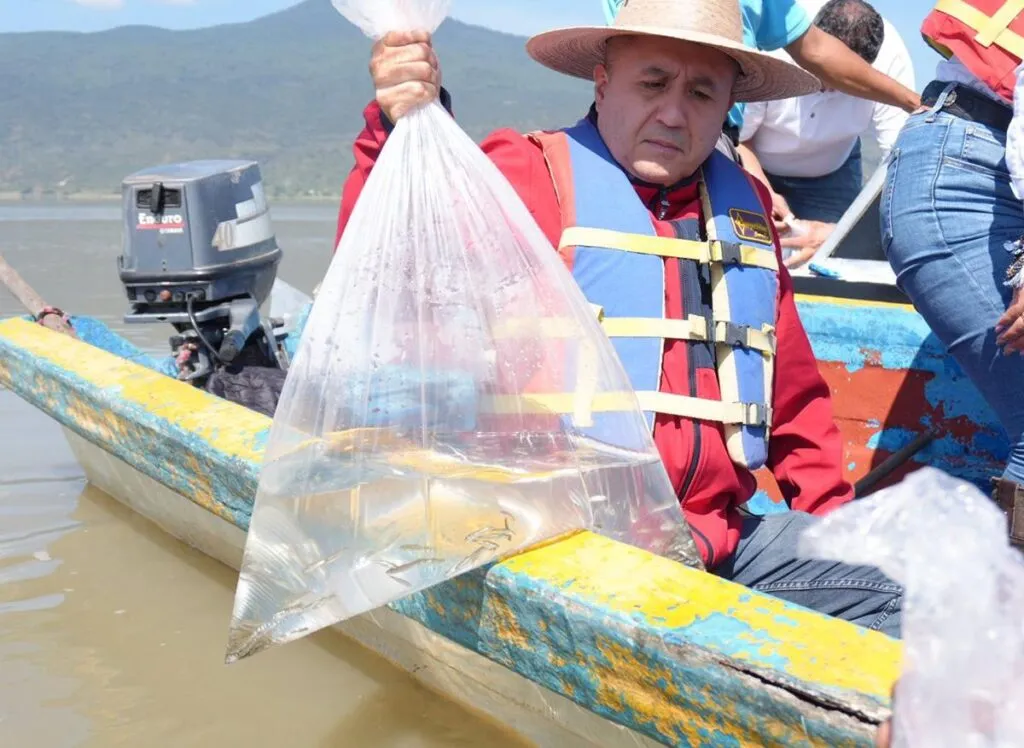 Compesca libera 30 mil crías de pez blanco y acúmara en el lago de Pátzcuaro-1