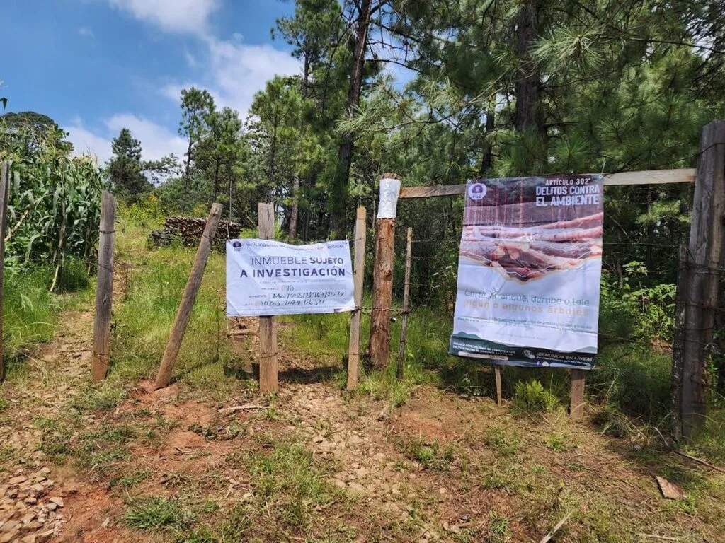 Cumplimenta FGE cateo en predio relacionado con tala ilegal e incendio forestal en Charo