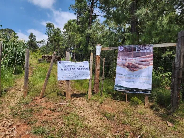 Cumplimenta FGE cateo en predio relacionado con tala ilegal e incendio forestal en Charo
