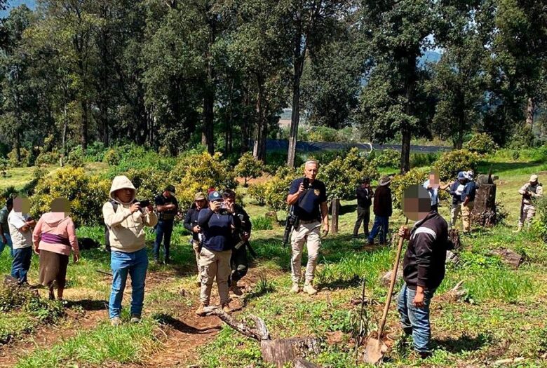 desmantela FGE huerta de aguacate En Los Reyes,