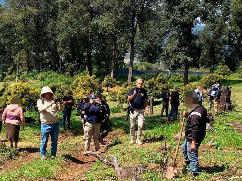 desmantela FGE huerta de aguacate En Los Reyes,