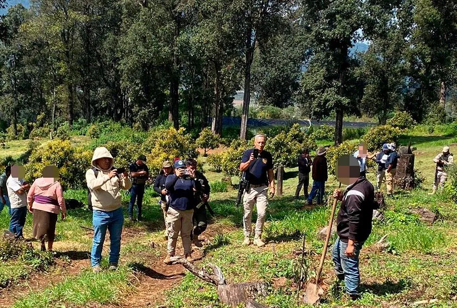 desmantela FGE huerta de aguacate En Los Reyes,