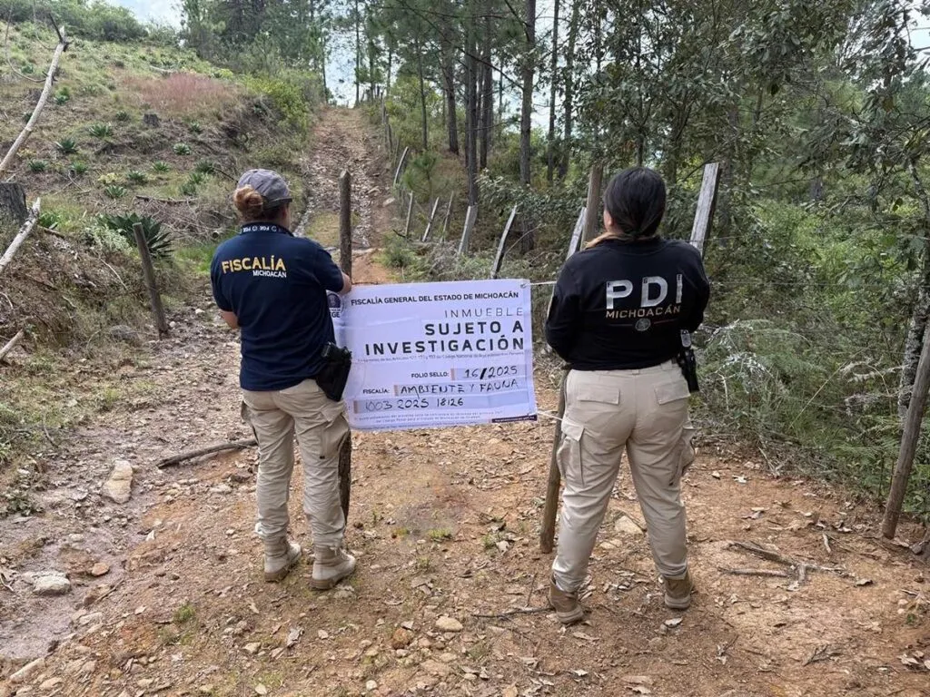En cateo, detectan plantación de agave ilegal en Morelia-1