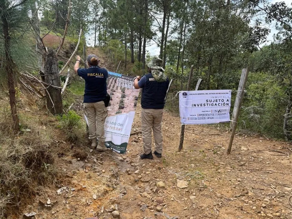 En cateo, detectan plantación de agave ilegal en Morelia