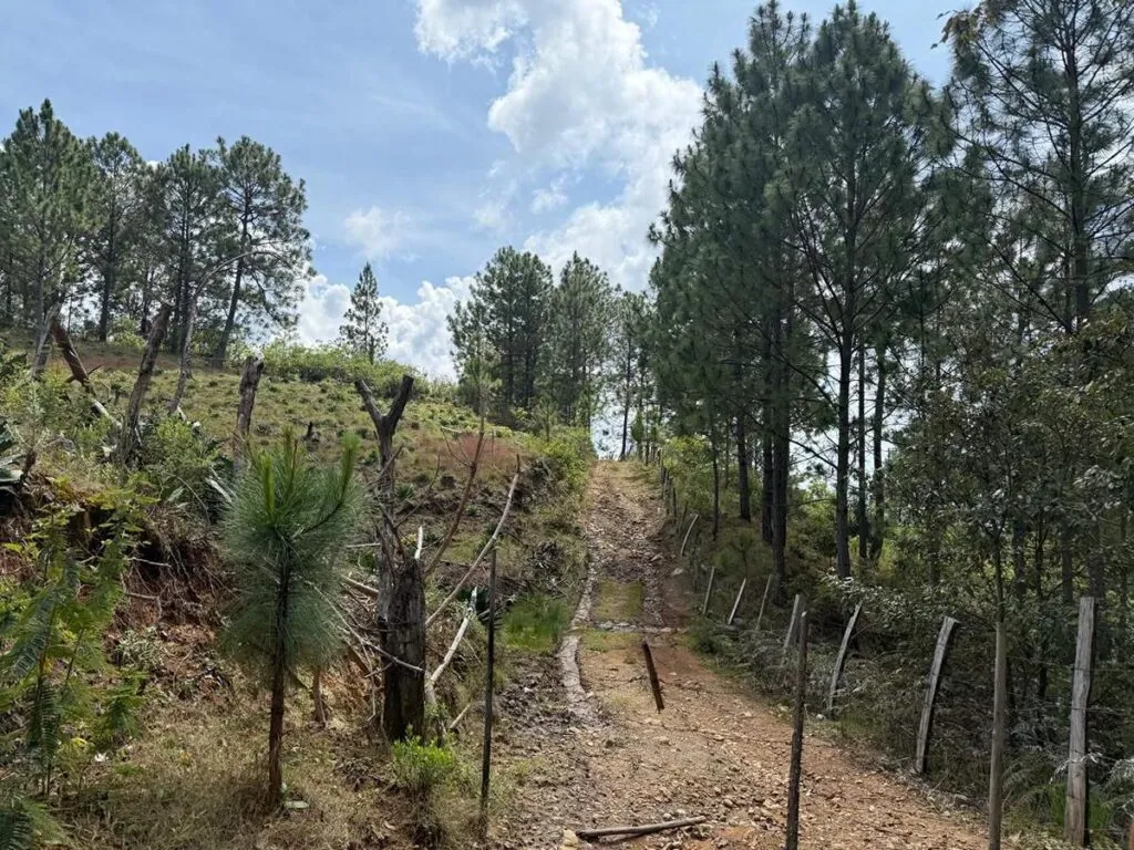 En cateo, detectan plantación de agave ilegal en Morelia-2