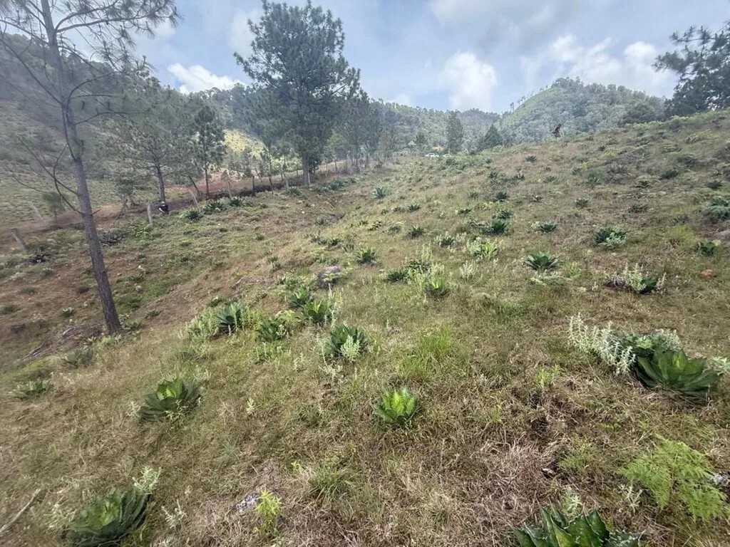 En cateo, detectan plantación de agave ilegal en Morelia-3