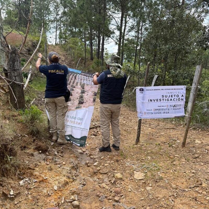Cumplimenta FGE cateo en predio relacionado con delito ambiental en Morelia; detectan plantación de agave