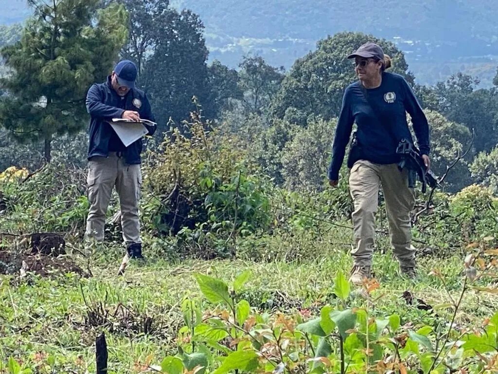 En Los Reyes, desmantela FGE huerta de aguacate