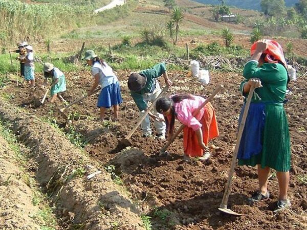 En Michoacán, más de 697 mil mujeres rurales sostienen la comunidad y la agricultura
