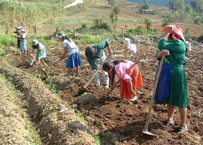 En Michoacán, más de 697 mil mujeres rurales sostienen la comunidad y la agricultura