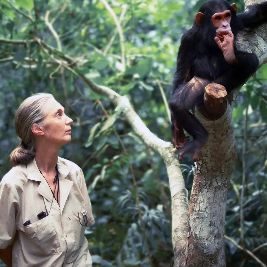 Falleció Jane Goodall, pionera de la primatología