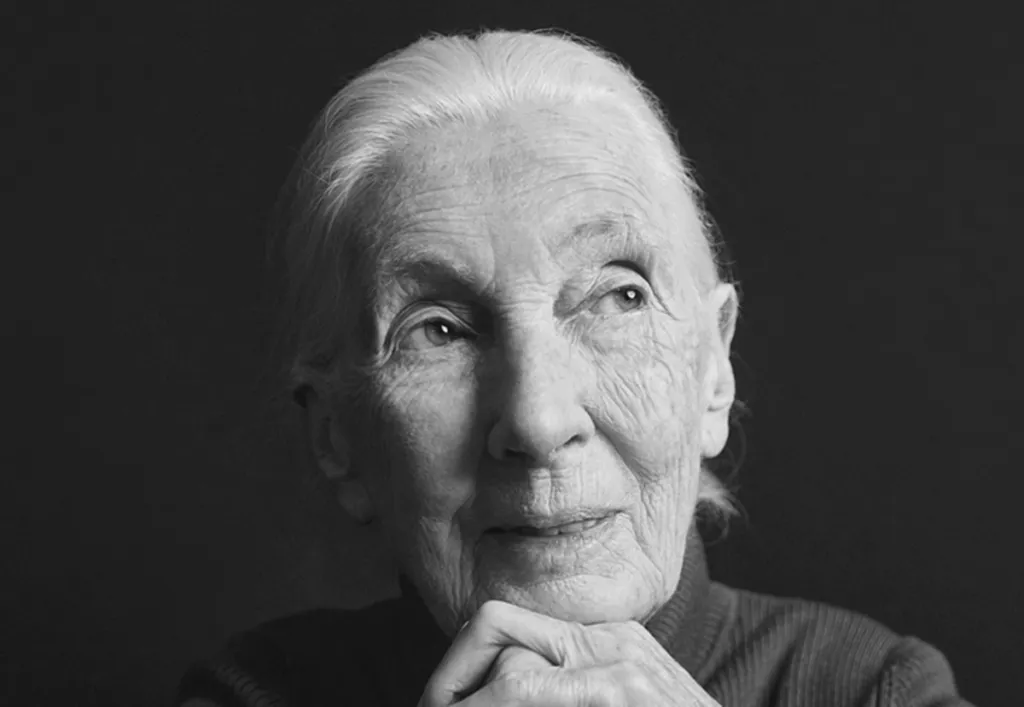 Falleció Jane Goodall, pionera de la primatología y defensora incansable de la vida salvaje
