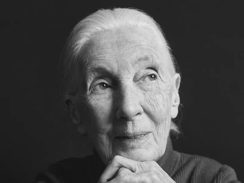 Falleció Jane Goodall, pionera de la primatología y defensora incansable de la vida salvaje