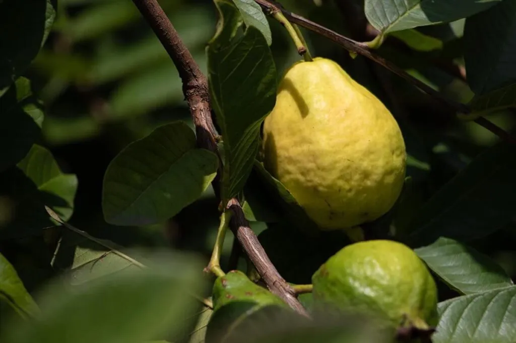 Guayaba orgullo michoacano con alto valor económico y distintivo de origen