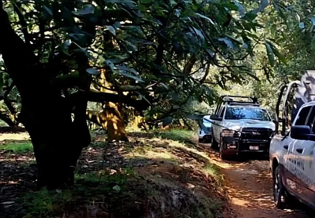 Hallan cadáver de una mujer en huerta de aguacate en Uruapan