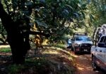 En huerta de aguacate localizan cadáver de una mujer en Uruapan