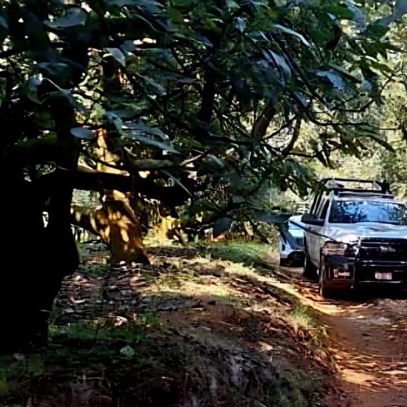 En huerta de aguacate localizan cadáver de una mujer en Uruapan