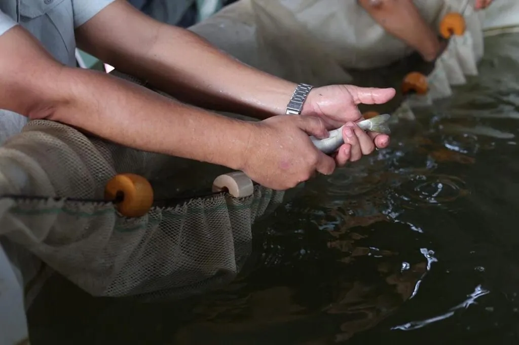 Indicación Geográfica protege origen del pez blanco y pesca ancestral-1