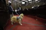 Congreso del Estado aprueba que personas con discapacidad se desplacen libremente con animales de asistencia
