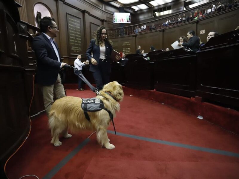 libre desplazamiento con animales de asistencia