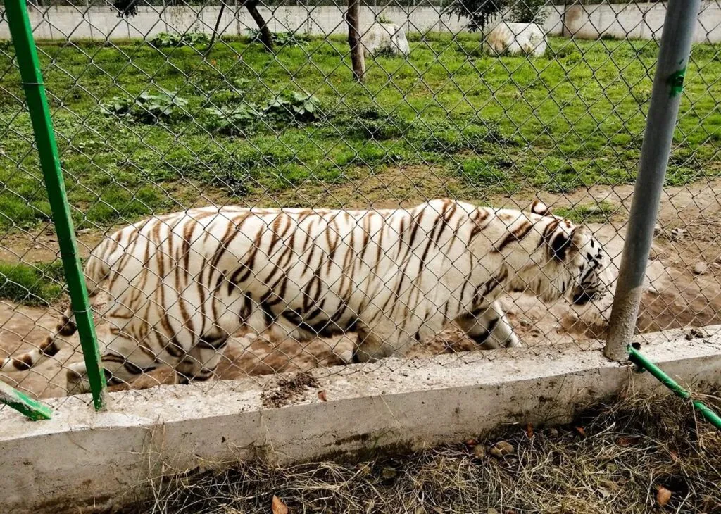 Localizan muerto al tigre de Bengala fugado del Parque Animalia tras inundaciones en Puebla