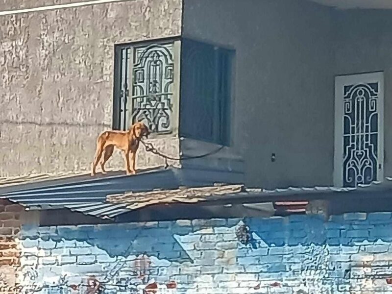 Maravatío, territorio del horror animal: exigen a la FGE detener la impunidad