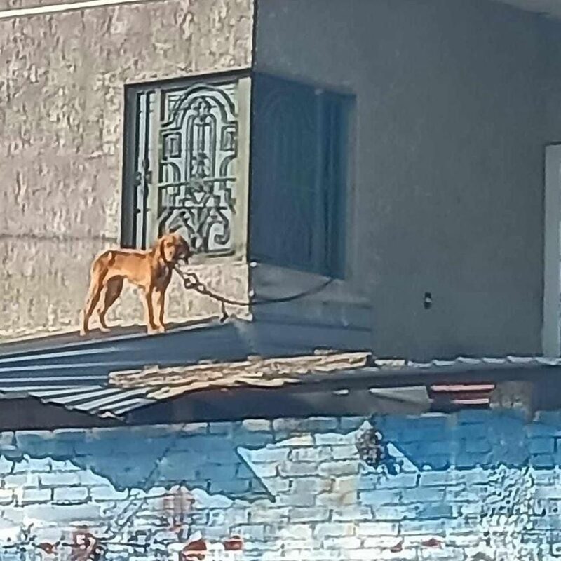 Maravatío, territorio del horror animal: exigen a la FGE detener la impunidad