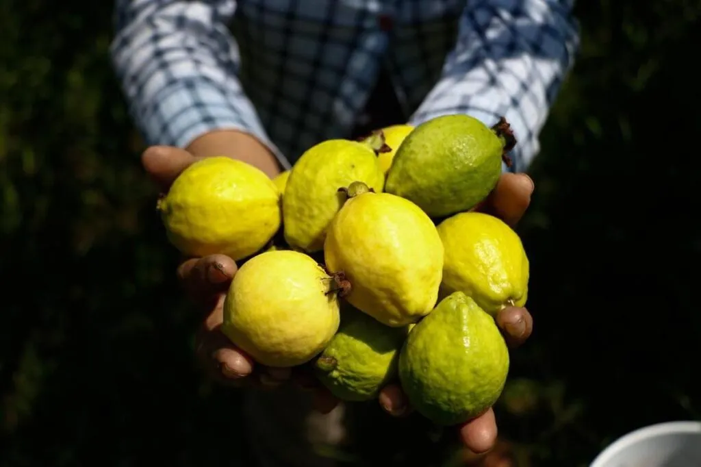 Michoacán, primer lugar nacional en producción de guayaba