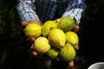 Michoacán, primer lugar nacional en producción de guayaba: Sader