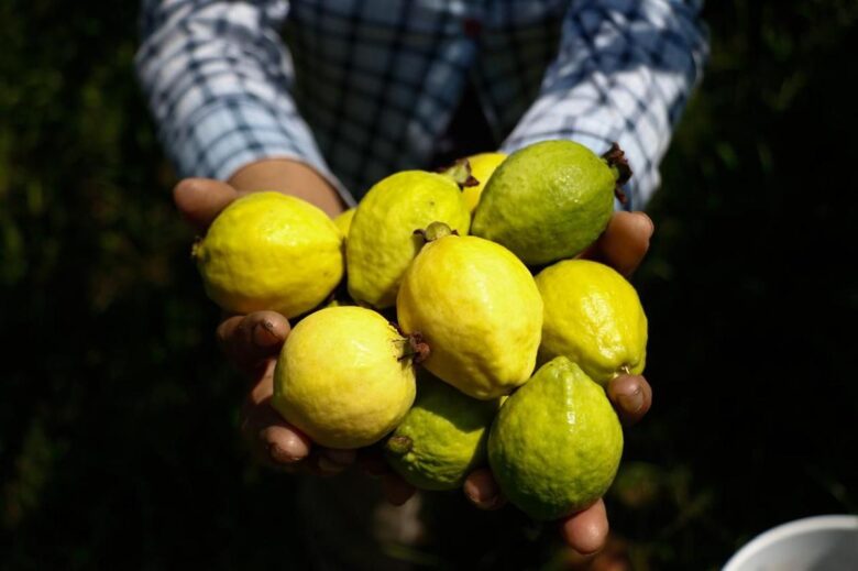 Michoacán, primer lugar nacional en producción de guayaba