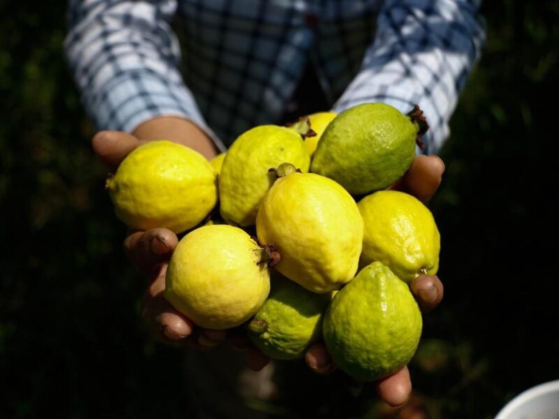 Michoacán, primer lugar nacional en producción de guayaba