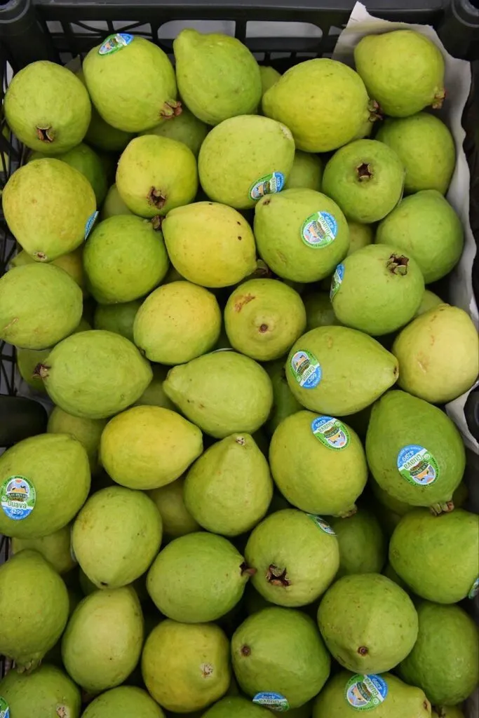 Michoacán, primer lugar nacional en producción de guayaba: Sader