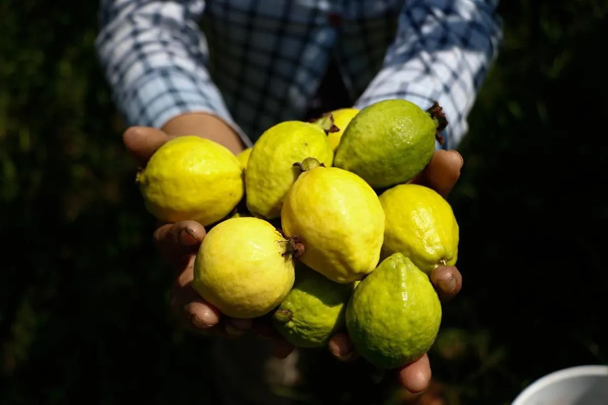 Michoacán, primer lugar nacional en producción de guayaba