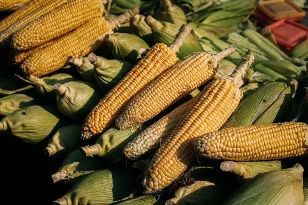 Michoacán publica mecánica operativa del apoyo complementario al precio del maíz