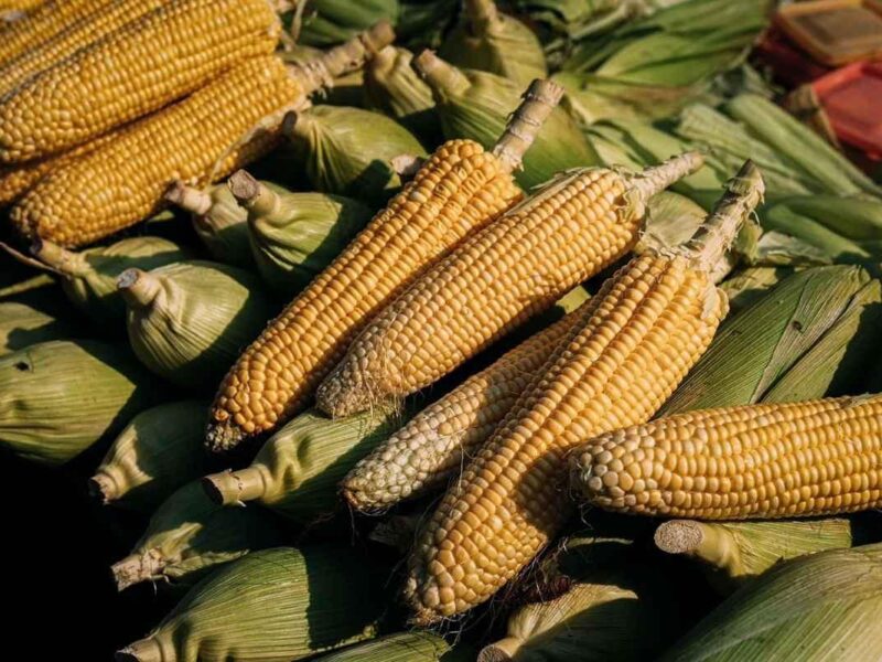 Michoacán publica mecánica operativa del apoyo complementario al precio del maíz