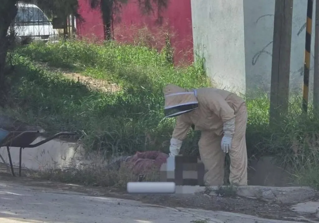 Muere adulto mayor tras ataque masivo de abejas en Santo Domingo Etla, Oaxaca-1