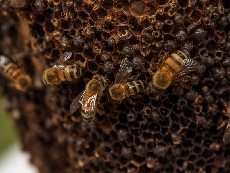 Muere adulto mayor tras ataque masivo de abejas en Santo Domingo Etla, Oaxaca