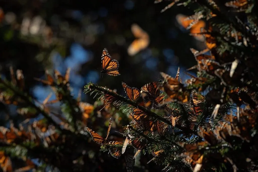 Noche de Ánimas y Mariposa Monarca, los embajadores de Michoacán en China-2