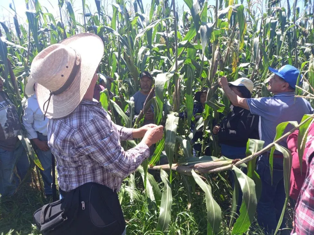 Para proteger al campo, Bedolla envía a Sheinbaum propuesta de precios justos del maíz