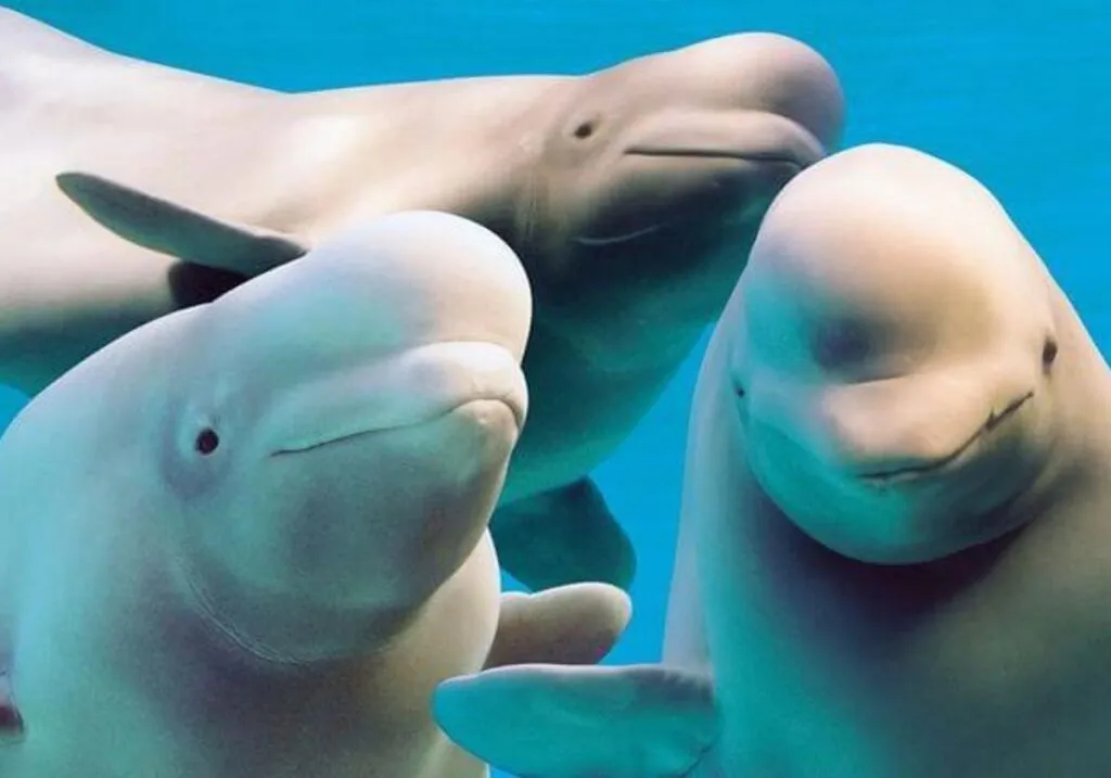 parque acuático sacrificio belugas Canadá
