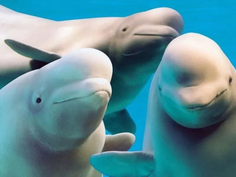parque acuático sacrificio belugas Canadá