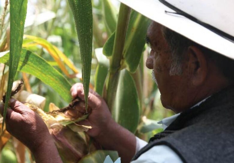 Productores de maíz amagan con más bloqueos carreteros para la próxima semana