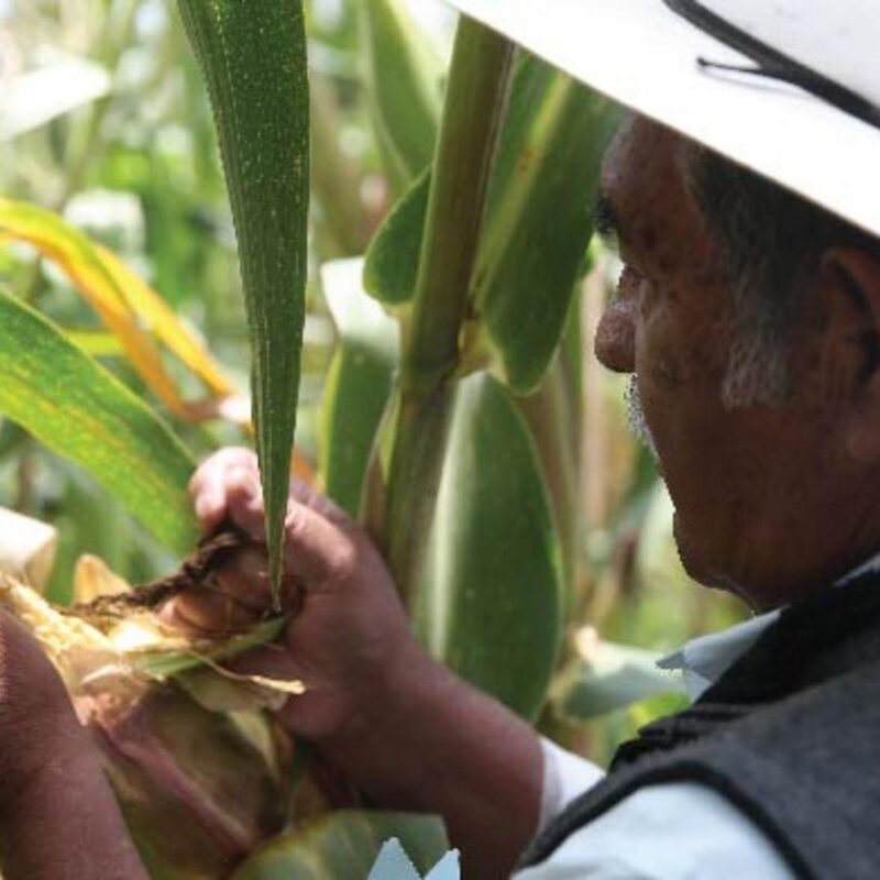 Productores de maíz amenazan con bloqueos si no hay precio justo