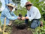 Michoacán rescata el Zapote prieto en Vivero para reforestación