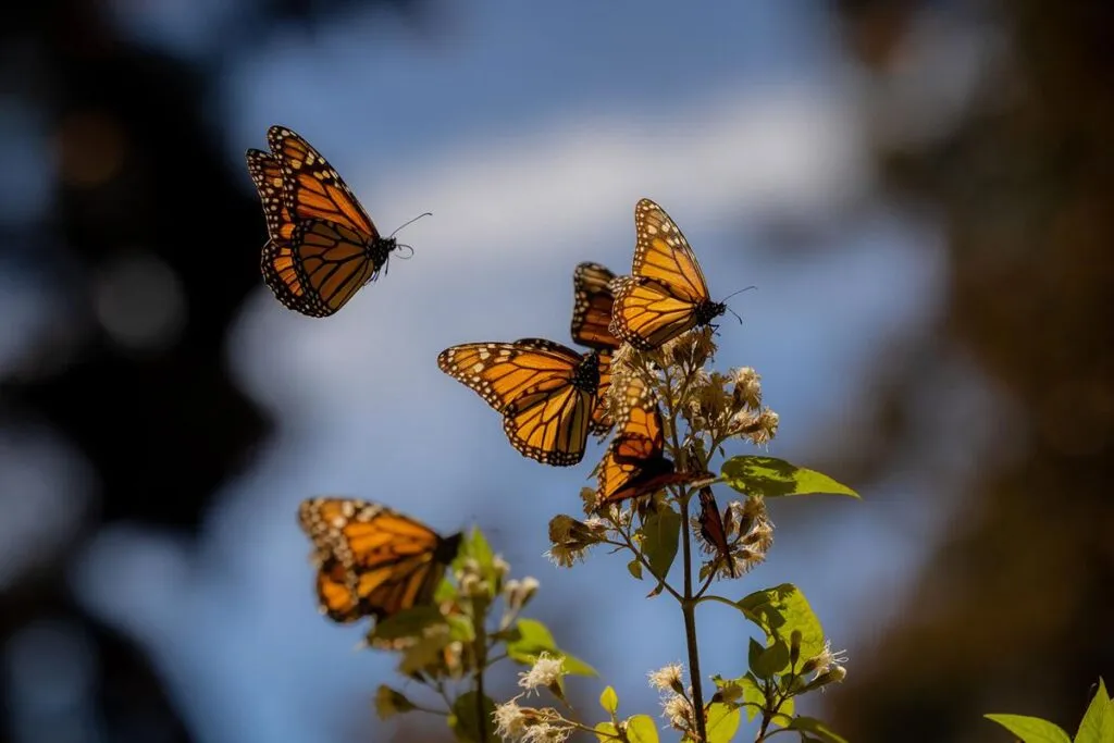 Abre Bedolla santuarios de la Monarca; llama a EUA y Canadá a acciones de conservación