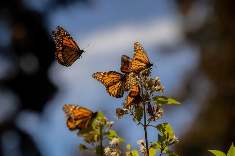 Abre Bedolla santuarios de la Monarca; llama a EUA y Canadá a acciones de conservación
