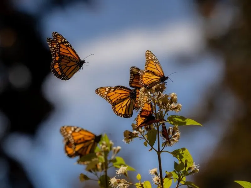 Abre Bedolla santuarios de la Monarca; llama a EUA y Canadá a acciones de conservación