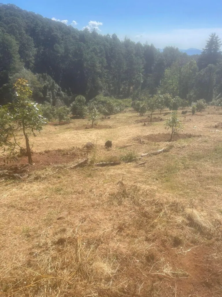 cateo FGE Michoacán Madero predio asegurado 2