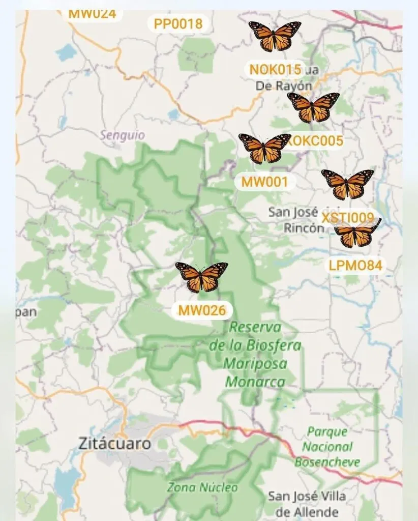 Comienza arribo de Mariposa Monarca con transmisor satelital a Michoacán