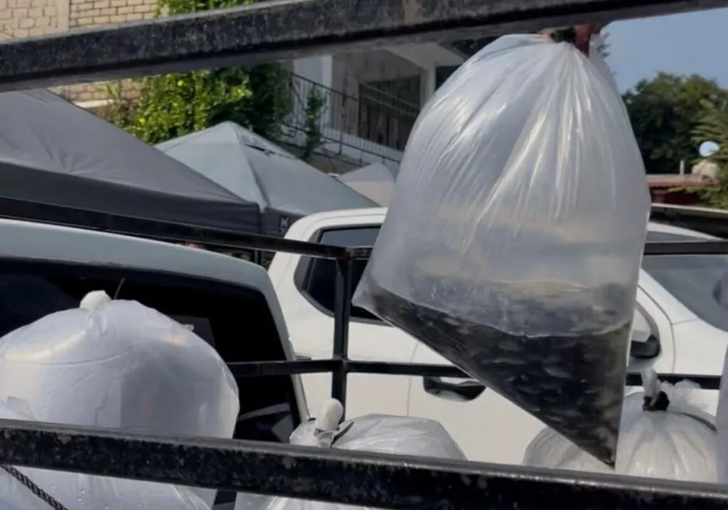 Compesca libera 100 mil alevines de tilapia en Lázaro Cárdenas-1